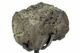 Fossil Hadrosaur Caudal Vertebra w/ Metal Stand - Texas #250267-2
